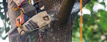 How Our Tree Care Process Works  in  Yorkville, WI