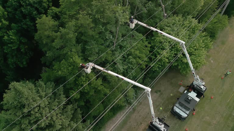 Best Tree Health Inspection  in Yorkville, WI