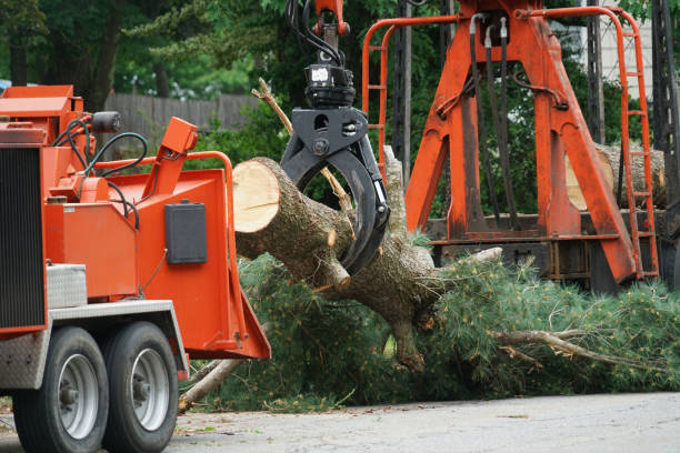 Tree and Shrub Care in Yorkville, WI