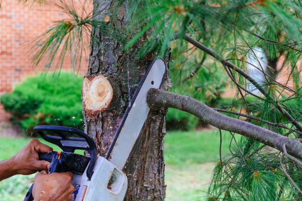 Best Tree Preservation Services  in Yorkville, WI